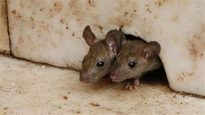 بدء حملة مكافحة القوارض بالمنيا