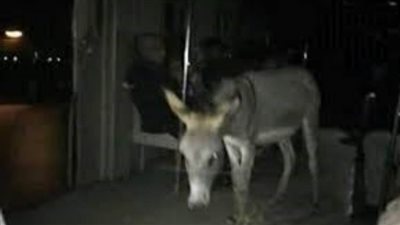 راكب صعيدي يصطحب 