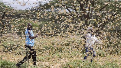 مسئول دولي يطالب بتوفير مساعدات عاجلة لمواجهة الجراد في إفريقيا