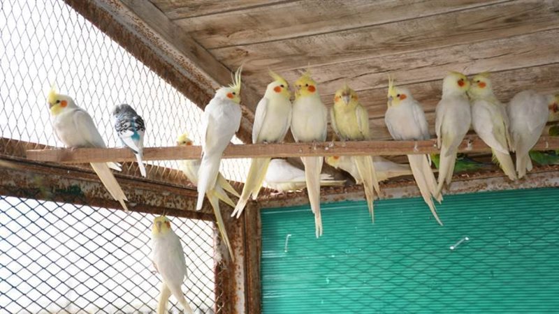 طب بيطرى القناة تستعد