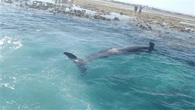 البيئة: حوت الغردقة من الأنواع التي لا تمثل خطورة على البشر 