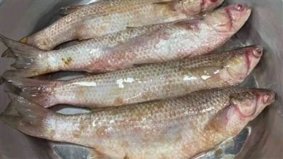 18 نصيحة لشراء فسيخ جيد