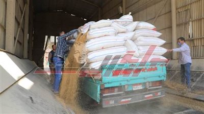 بالصور.. توريد 746 طن قمح لشون المنوفية