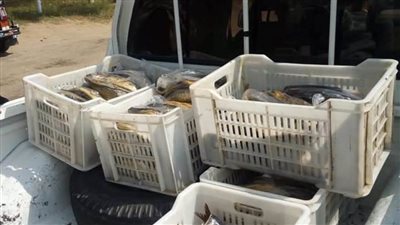 ضبط مخالفات تموينية في التل الكبير بالإسماعيلية 