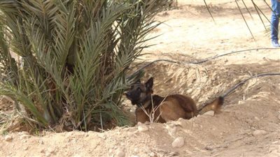 الزراعة تستخدم الكلاب للكشف عن سوسة النخيل