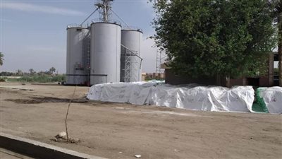 انتظام توريد القمح للصوامع والشون بإجمالي 1658 طنا بالمنيا