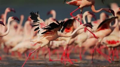 «ناكورو» سر الجمال الوردي في عمق القارة السمراء.. صور