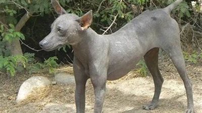 بالأسماء.. سلعوة تعقر 14 طفلاً في إحدى قرى ملوي بالمنيا