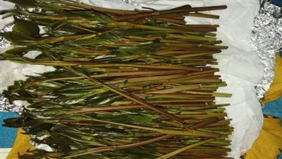 جمارك مطار القاهرة تضبط محاولة تهريب كمية من نبات القات المخدر