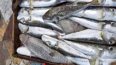 مركز سموم الإسكندرية يحذر من سمكة الأرنب السامة