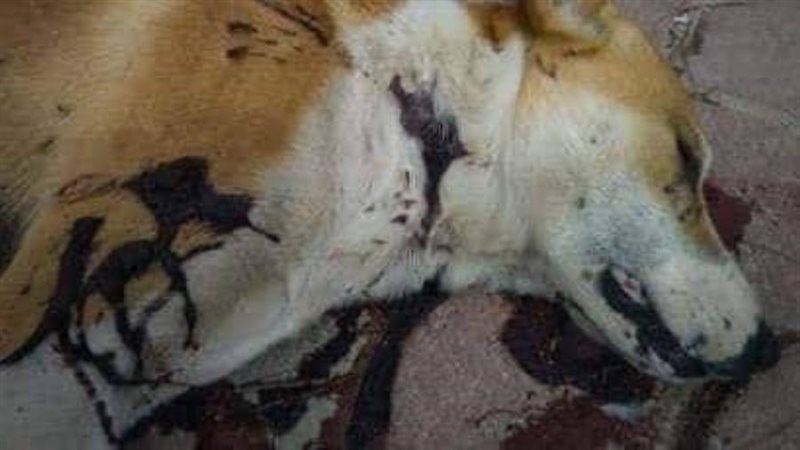 السلعوة القتيلة بعد