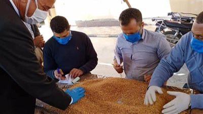 شون وصوامع كفرالشيخ تستقبل 12384 طن قمح 