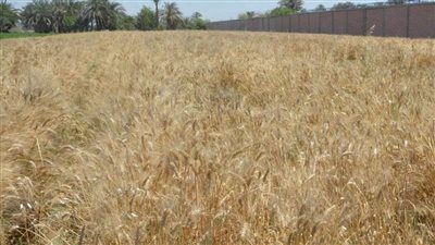 توريد 7313 طناً من القمح للصوامع والشون بالمنيا