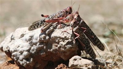 البحرين: انتشار أعداد من الجراد ببعض المناطق لا يشكل خطورة