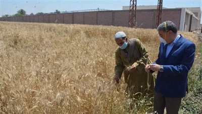 توريد 10509 أطنان من القمح للصوامع والشون بالمنيا