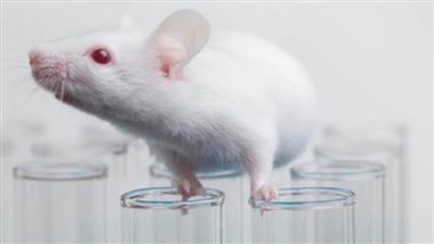أمريكا تزود روسيا بفئران تحمل خلايا بشرية لتطوير لقاح ضد كورونا
