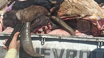 ضبط لحوم غير صالحة للاستهلاك بالبحيرة