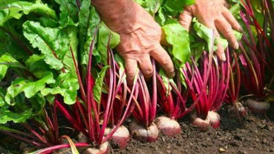 الزراعة: بدء حصاد البنجر على مساحة ٣ آلاف فدان بالمنيا