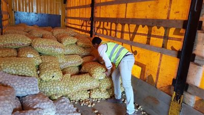 توزيع ١٠٠ طن بطاطس على مواطني 