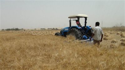  توريد 52 ألف طن قمح بالمنيا