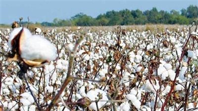 زراعة 2427 فدان قطن و3570 ذرة صيفي بالبحيرة