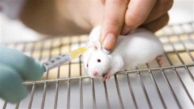 هل تحمل الفئران لقاح 