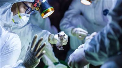 ارتفاع عدد مصابي فيروس 