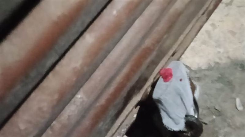 بوابة روز اليوسف