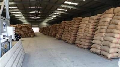 توريد 134 ألف طن قمح لصوامع وشون الدقهلية