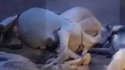 صاعقة رعدية فى السعودية تقتل مجموعة من قطيع 