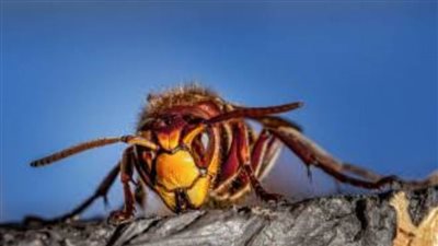 بيئة الكويت  ترد على ما يتداول بشأن انتشار الدبور القاتل