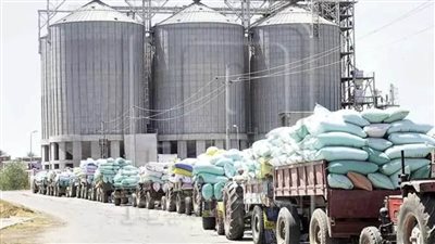 توريد 196896 طن قمح بصوامع وشون البحيرة