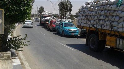 زيادة منافذ التوريد وكروت المزارعين قضت على مشكلات القمح ببني سويف 