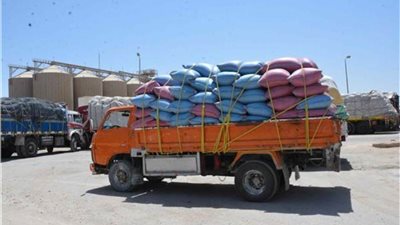 توريد 200 ألف طن من القمح للصوامع والشون بمراكز محافظة المنيا 