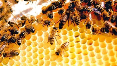 العمل من أجل النحل... شعار اليوم العالمي للنحل 2020