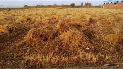 الغربية: حصد 80% من محصول القمح