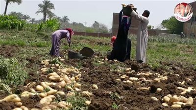 القليوبية تكفي حاجتها من محصول البطاطس