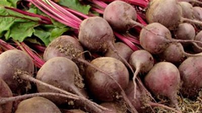 الانتهاء من حصاد محصول بنجر السكر بدمياط 