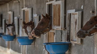 بالتزامن مع كورونا.. 