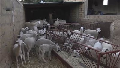 احتجاز سفينة كويتية لنقل الماشية قبالة أستراليا بسبب كورونا