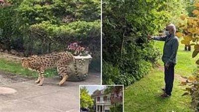 أسد طليق يثير الرعب بين سكان الحي الراقي (صور)