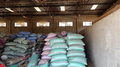  توريد 272 ألف طن قمح بالمنيا