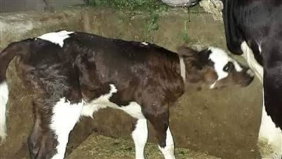 تلقيح 12 ألف رأس ماشية اصطناعيًا بالدقهلية