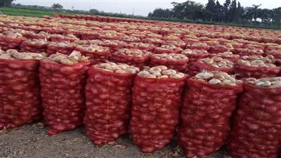 عاجل.. مصر الثالثة عالميا في تصدير البصل المجفف 