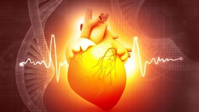 خوارزميات تساعد على فهم تأثير الدواء على خلايا القلب