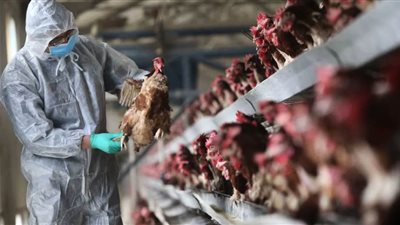 بلغاريا تعلن عن بؤرة جديدة لإنفلونزا الطيور على أراضيها