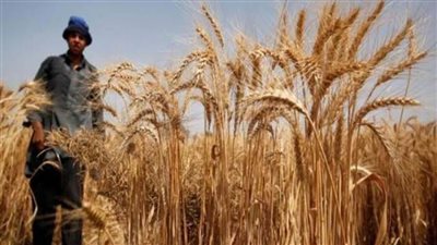 توريد ١٨٦ طن قمح لصوامع الدقهلية