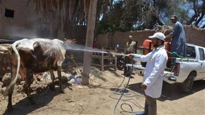 علاج ورش 10 آلاف و731 رأس ماشية ضد الطفيليات بالبحيرة 
