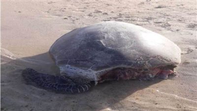 البيئة تصدر بياناً بخصوص نفوق سلحفاة فى وادي الجمال