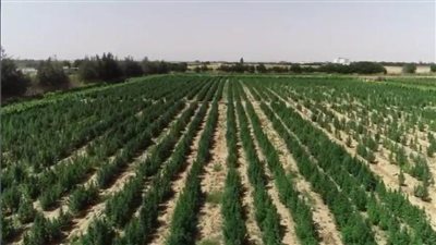 أجهزة الأمن تنجح في ضبط مزرعة لمخدر البانجو على مساحة 25 فدانًا